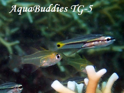 CCV` Five-lined Cardinalfish Cheilodipterus quinquelineatus