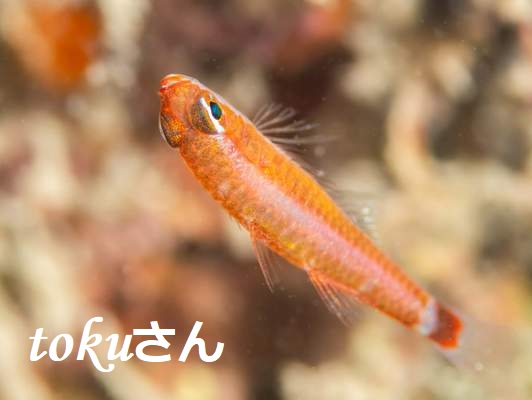 �A�I�M�n�[ Trimma caudomaculatum