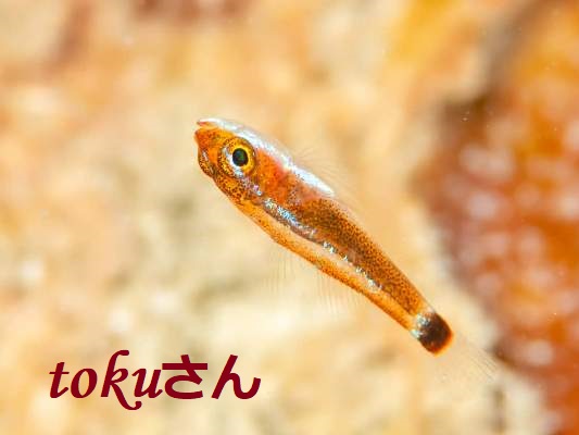 �A�I�M�n�[�H Trimma caudomaculatum