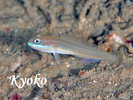 �A�I�n�`�n�[