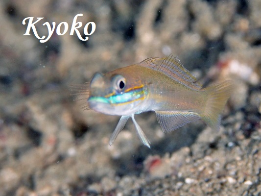 �A�I�n�`�n�[