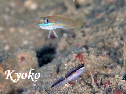 �A�I�n�`�n�[