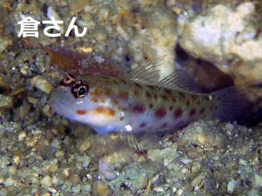 �A�I�q�Q�V�m�r�n�[ Ctenogobiops mitodes