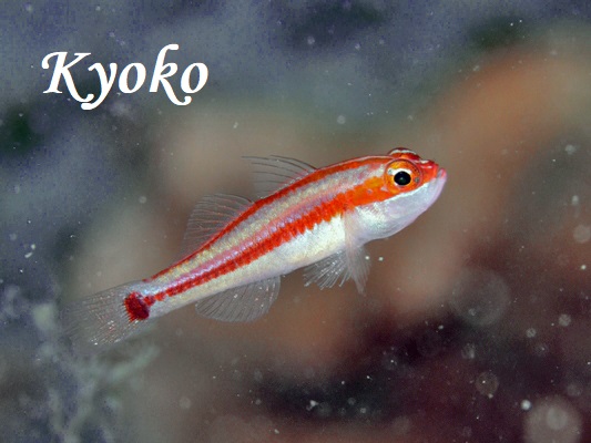 �u���b�N�x���[�s�O�~�[�S�r�[