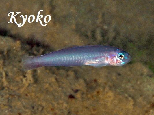 �^���U�N�n�[���̐Ԃ����