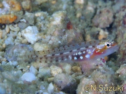 �{���{���C�\�n�[