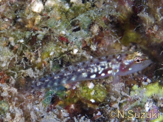 �{���{���C�\�n�[