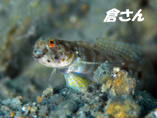 Brown-Bnaded ShrimpGoby@uEofbhVvSr[