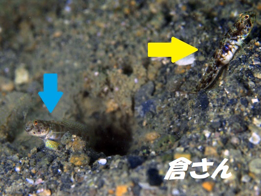 Brown-Bnaded ShrimpGoby@uEofbhVvSr[