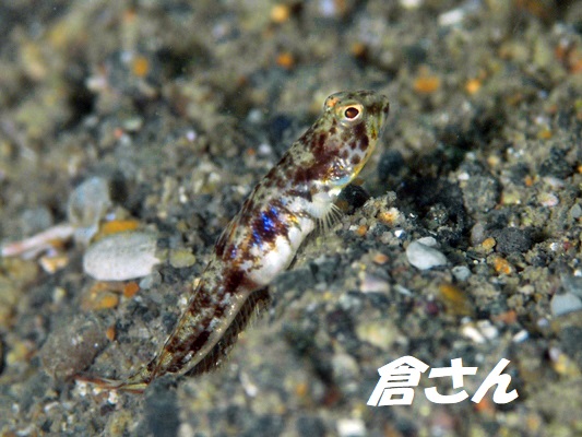 Brown-Bnaded ShrimpGoby@uEofbhVvSr[