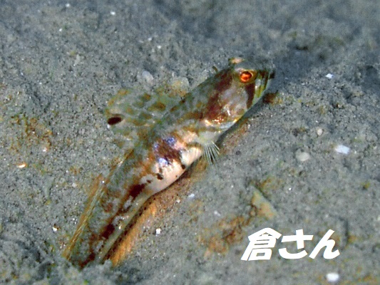 Brown-Bnaded ShrimpGoby@uEofbhVvSr[