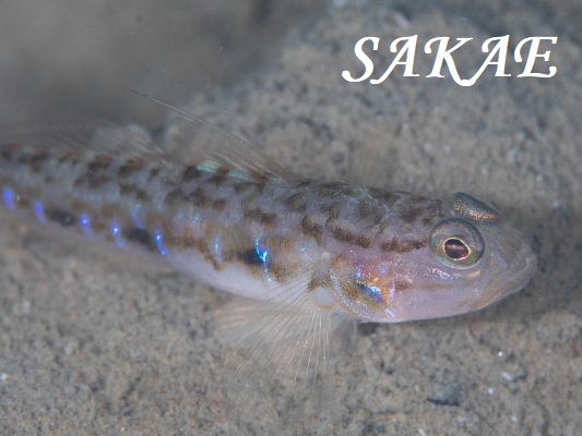 Cenderawasih Goby �L�����n�[����1��