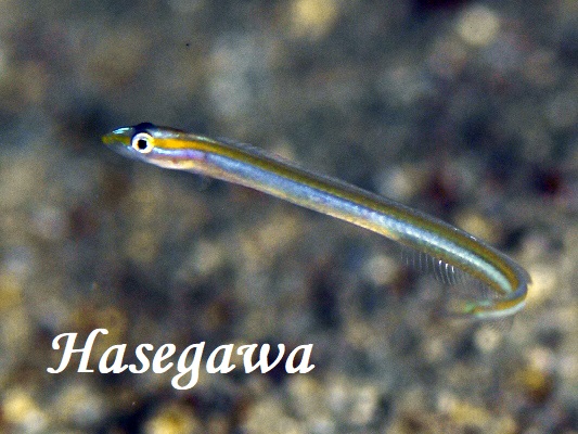 IWXgCvh[tBbV@_C_CIIX{