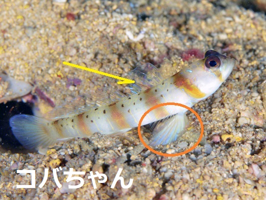 �_�e�n�[����1��