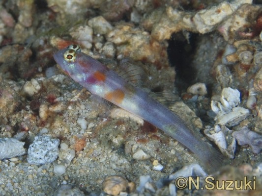 �_�e�n�[����1��