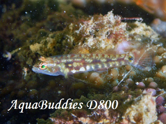 Long-snout Dwarfgoby Eviota longirostris