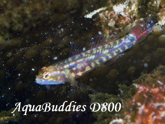 Long-snout Dwarfgoby Eviota longirostris