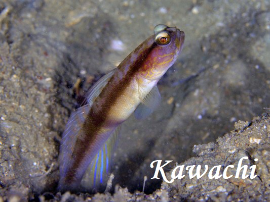 �N���I�r�n�[���h�L