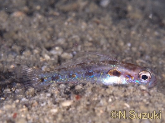 �����s����n�[