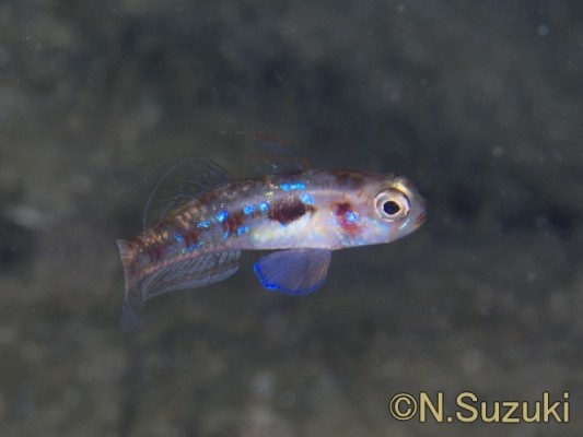 �����s����n�[