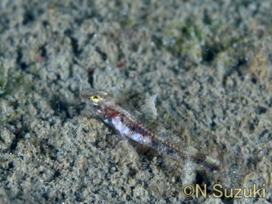 �q�g�~�n�[����1�� �T���h�X���[�v�S�r�[