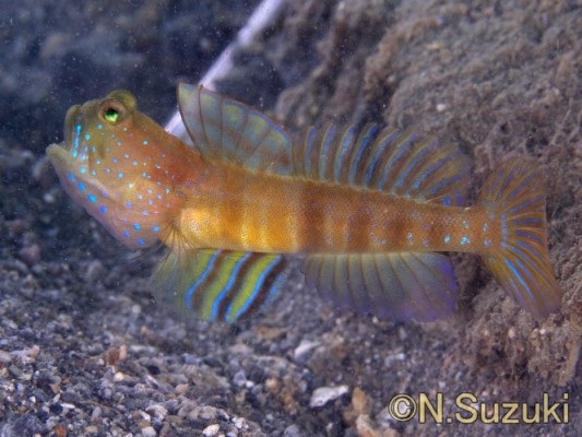 �t�^�z�V�^�J�m�n�n�[�@�ςȐF���@�[�W����