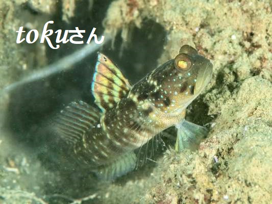 �t�^�z�V�^�J�m�n�n�[�@�ςȐF���@�[�W����