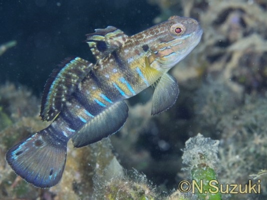 �n�[�t�o���f�b�h�S�r�[