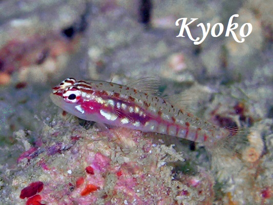 �n�i�O���C�\�n�[