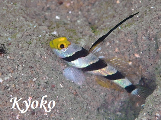 �q���i�K�l�W�����{�E