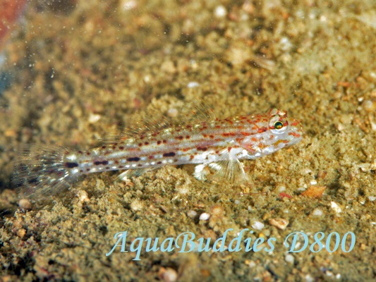 zVJUn[ Decorated Goby Istigobius decoratus