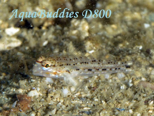 zVJUn[ Decorated Goby Istigobius decoratus