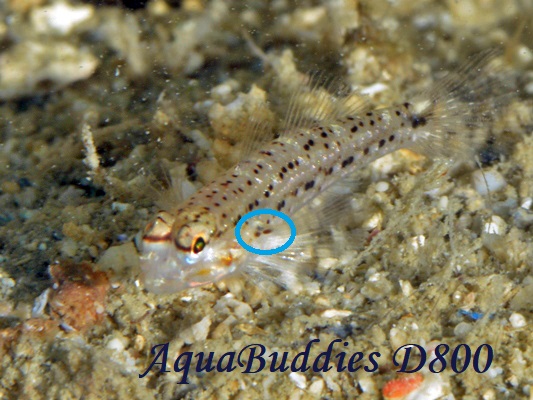 zVJUn[ Decorated Goby Istigobius decoratus