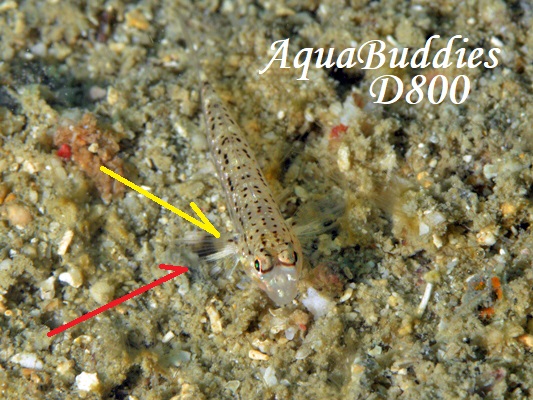 zVJUn[ Decorated Goby Istigobius decoratus