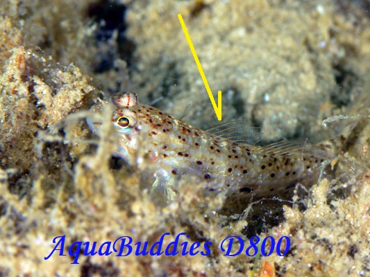 zVJUn[ Decorated Goby Istigobius decoratus