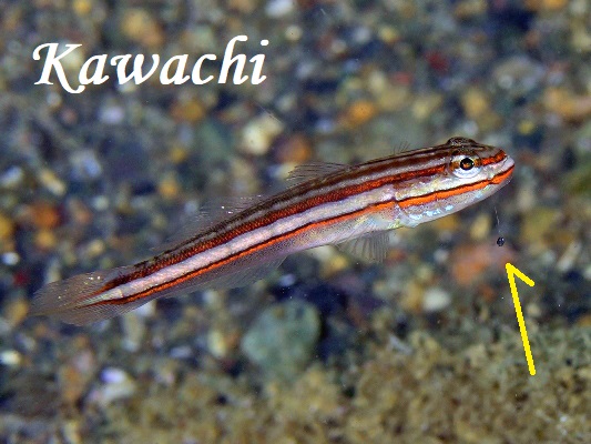 �C�}�L�����C�g�S�r�[