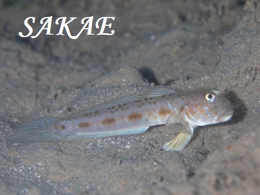 �C���Y�~�T���n�[