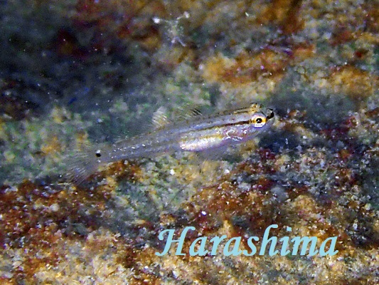 WEWTTn[ Crosshatch Goby Amblygobius decussatus