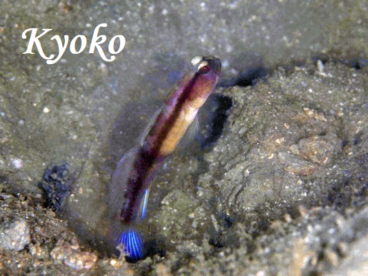 �N���I�r�n�[���h�L