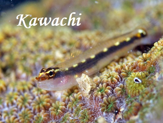 �N���X�W�C�\�n�[ Sebree's Dwarfgoby Eviota sebreei