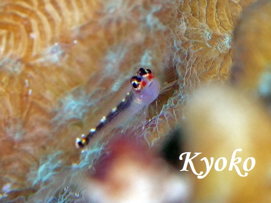 �N���X�W�C�\�n�[ Sebree's Dwarfgoby Eviota sebreei