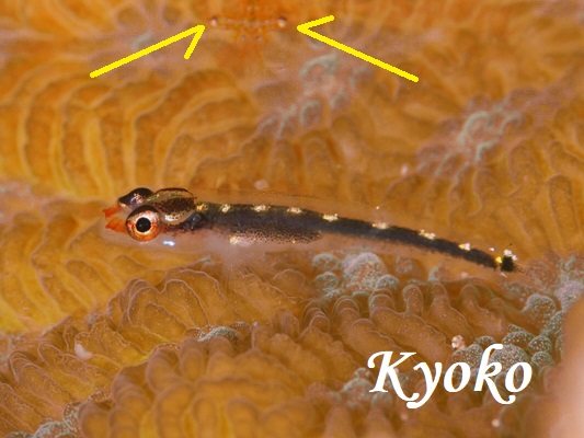 �N���X�W�C�\�n�[ Sebree's Dwarfgoby Eviota sebreei