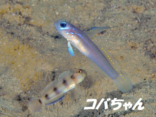 �}�[���C�h�S�r�[�i�ʏ́j