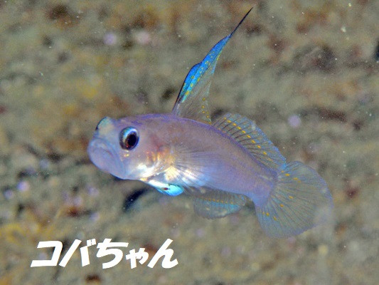 �}�[���C�h�S�r�[�i�ʏ́j