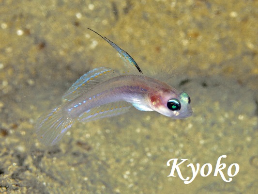 �}�[���C�h�S�r�[