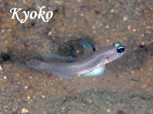 �}�[���C�h�S�r�[�i�ʏ́j