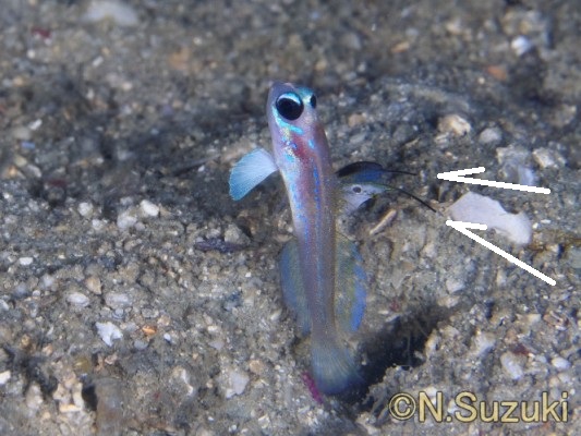 �}�[���C�h�S�r�[�i�ʏ́j