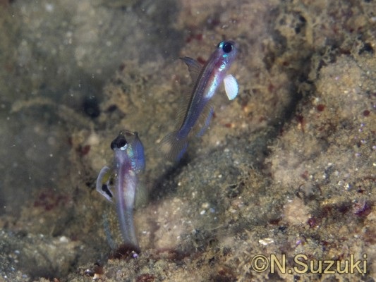 �}�[���C�h�S�r�[�i�ʏ́j