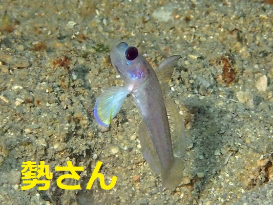 �}�[���C�h�Z�C�S�r�[(�ʏ�)