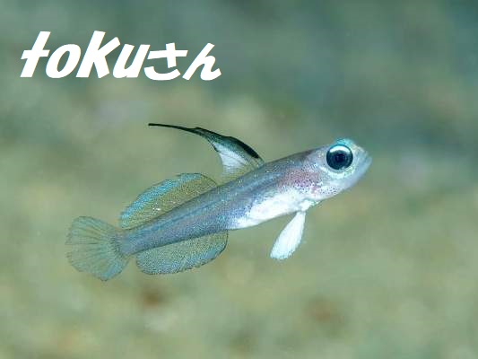 �}�[���C�h�S�r�[�i�ʏ́j